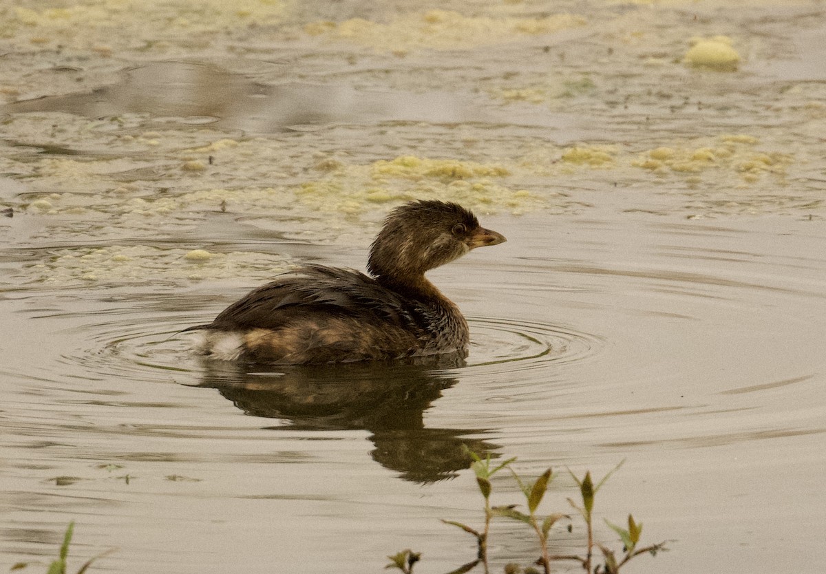 Pied-billed Grebe - ML623270939