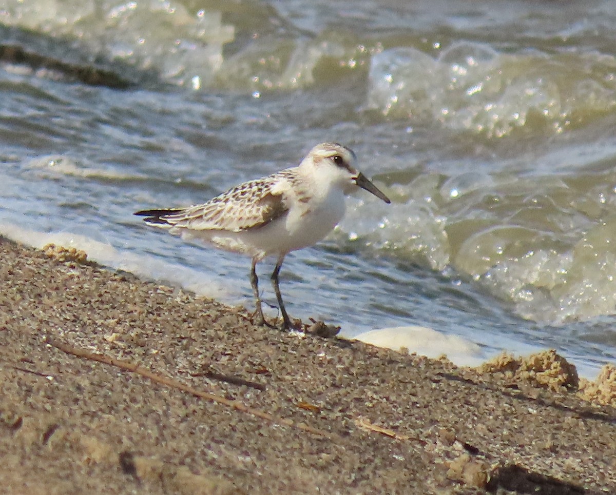 Sanderling - Heidi Eaton