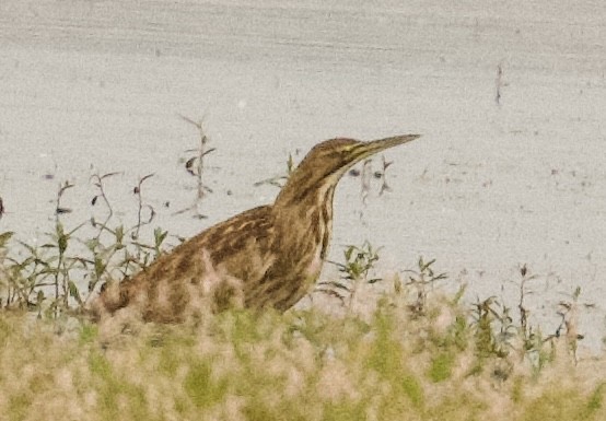 American Bittern - Tim Johnson