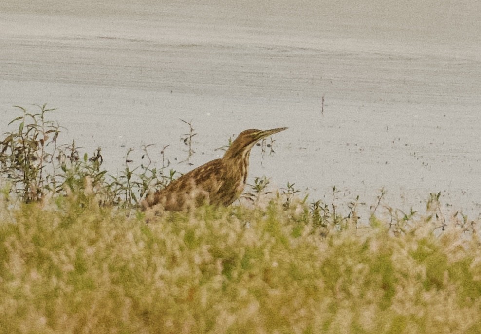 American Bittern - Tim Johnson