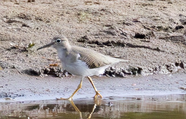 Spotted Sandpiper - ML623270985