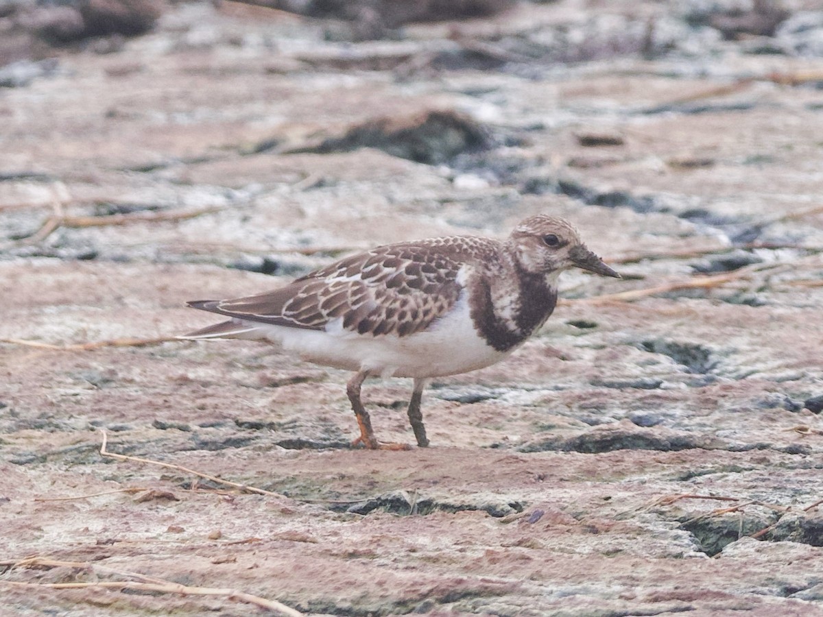 Ruddy Turnstone - Yingyod  Lapwong