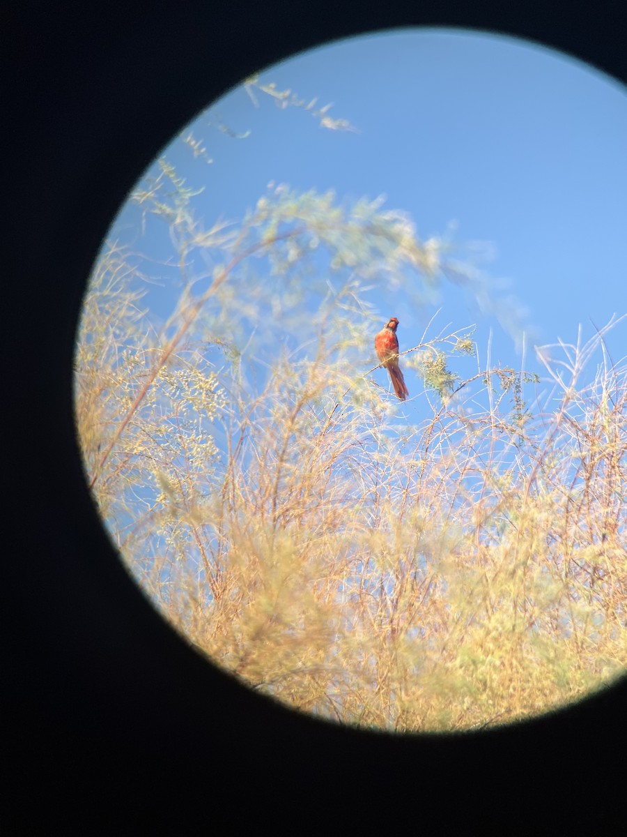 Northern Cardinal - ML623271101