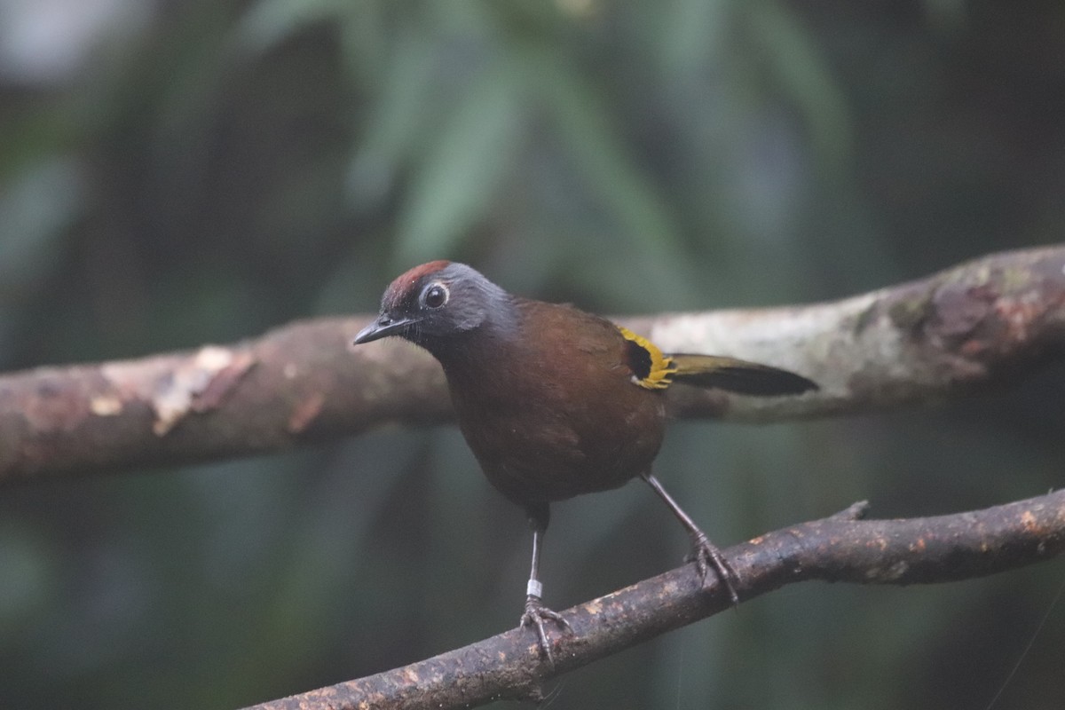 Malayan Laughingthrush - ML623271162