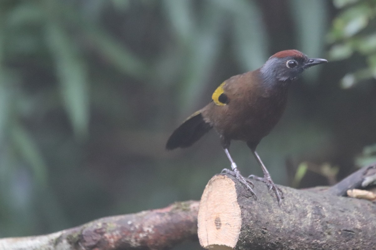 Malayan Laughingthrush - ML623271163