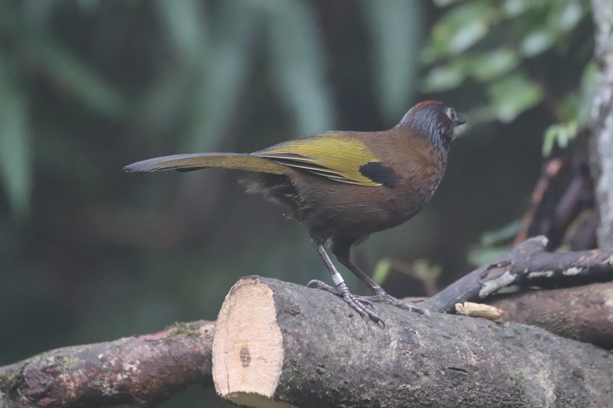 Malayan Laughingthrush - ML623271164