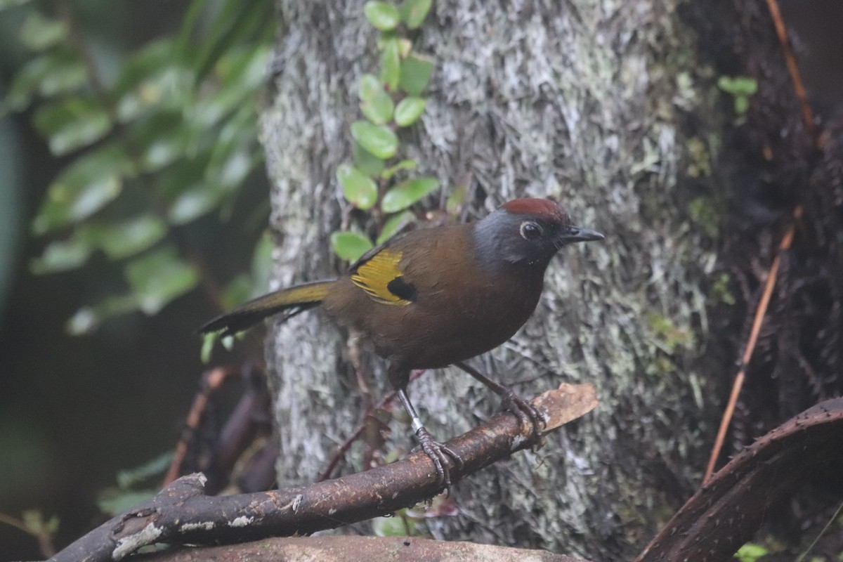 Malayan Laughingthrush - ML623271165