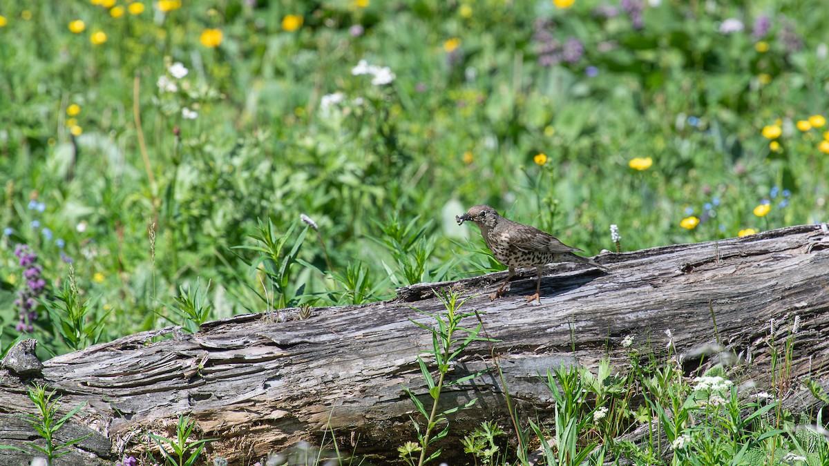 Mistle Thrush - Tianhao Zhang