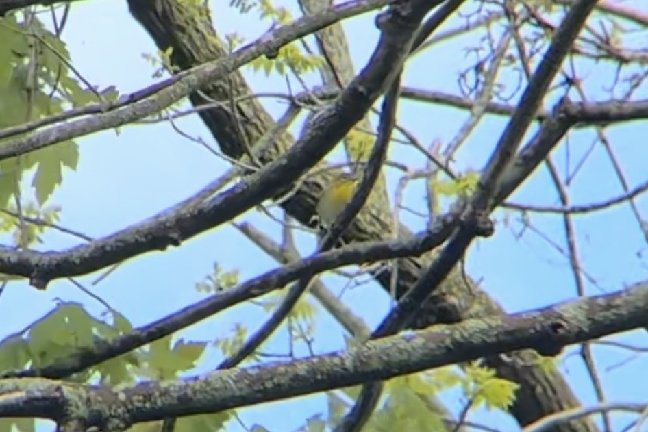 Yellow-throated Vireo - ML623271202