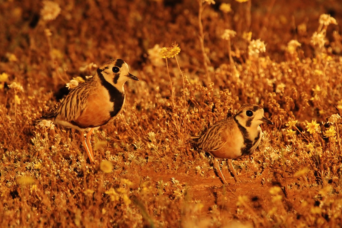 Inland Dotterel - ML623271217