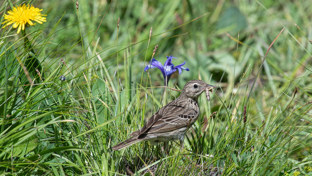 Tree Pipit - Tianhao Zhang