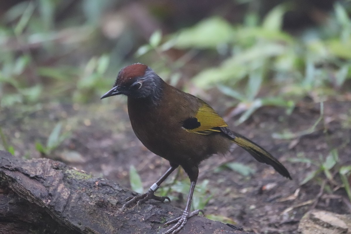 Malayan Laughingthrush - ML623271228