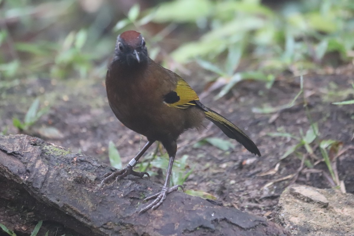 Malayan Laughingthrush - ML623271229