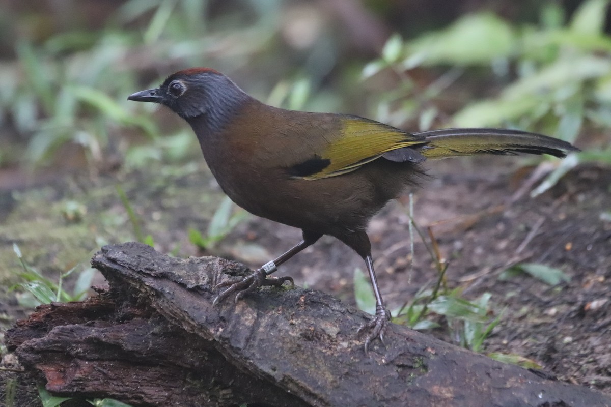 Malayan Laughingthrush - ML623271230