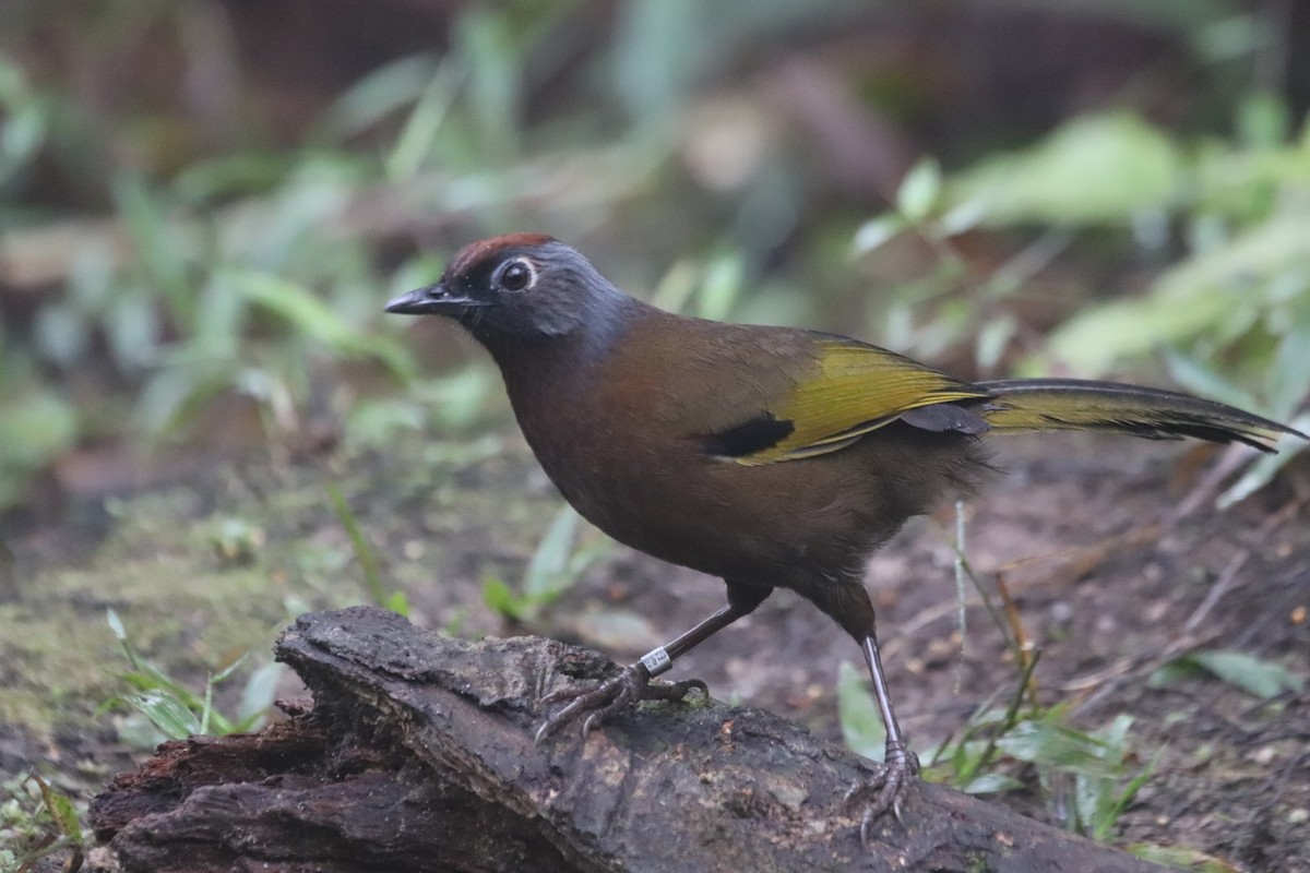 Malayan Laughingthrush - ML623271231