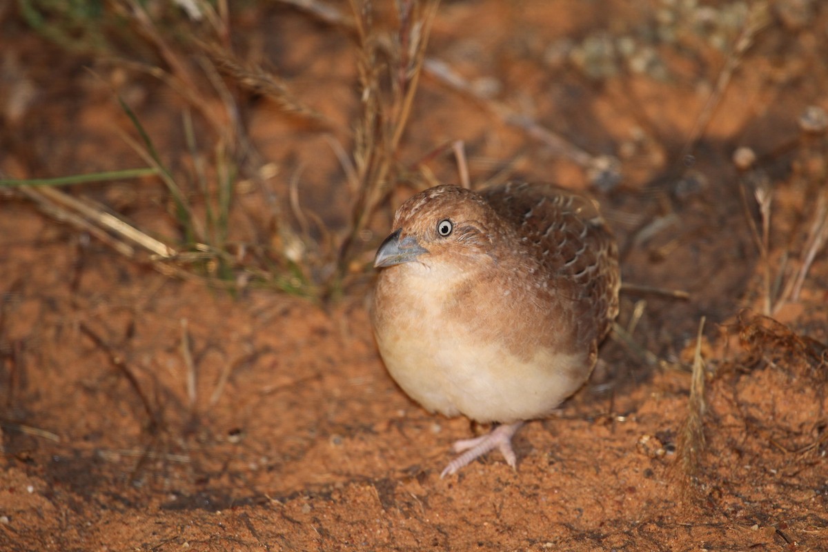 Little Buttonquail - ML623271252