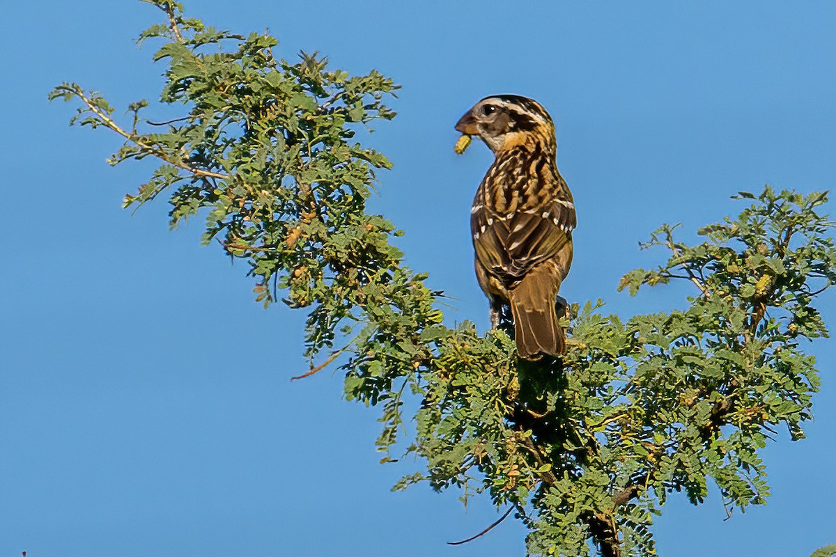 Black-headed Grosbeak - James Hoagland