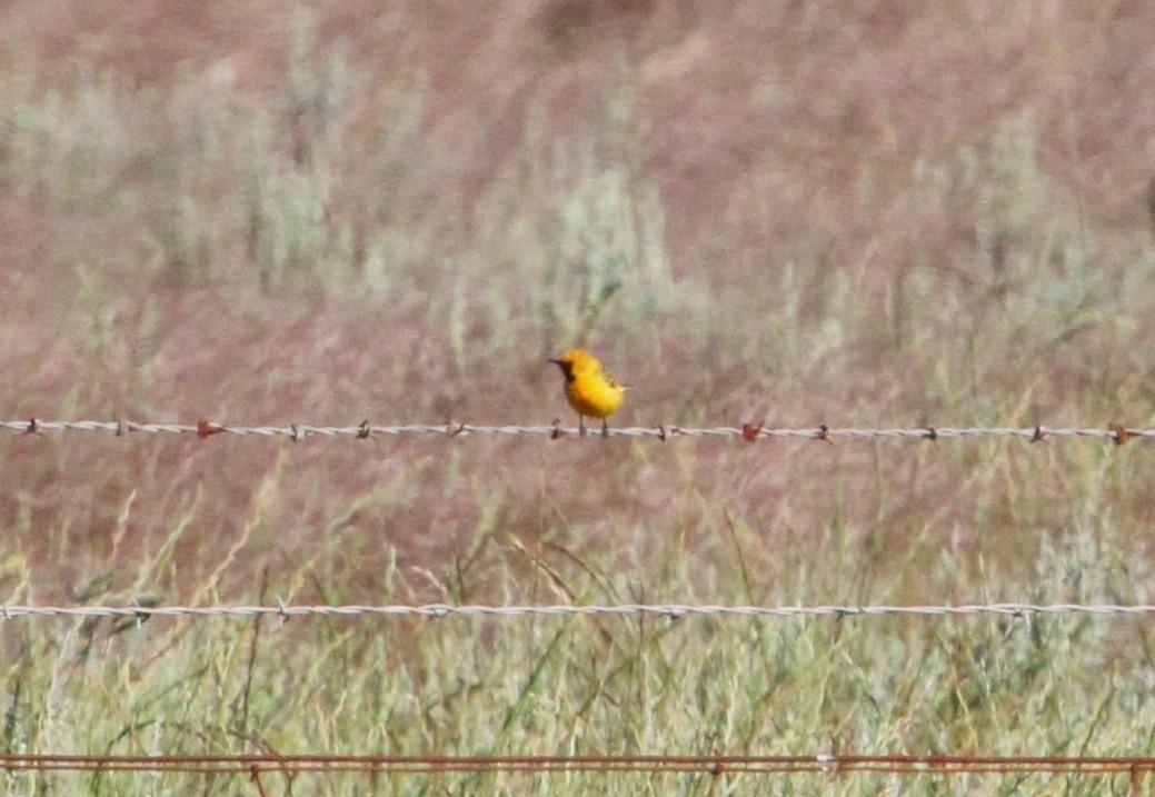 Orange Chat - ML623271298