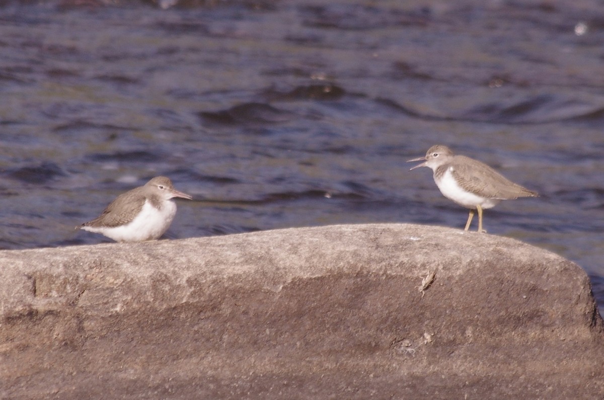 Spotted Sandpiper - ML623271364