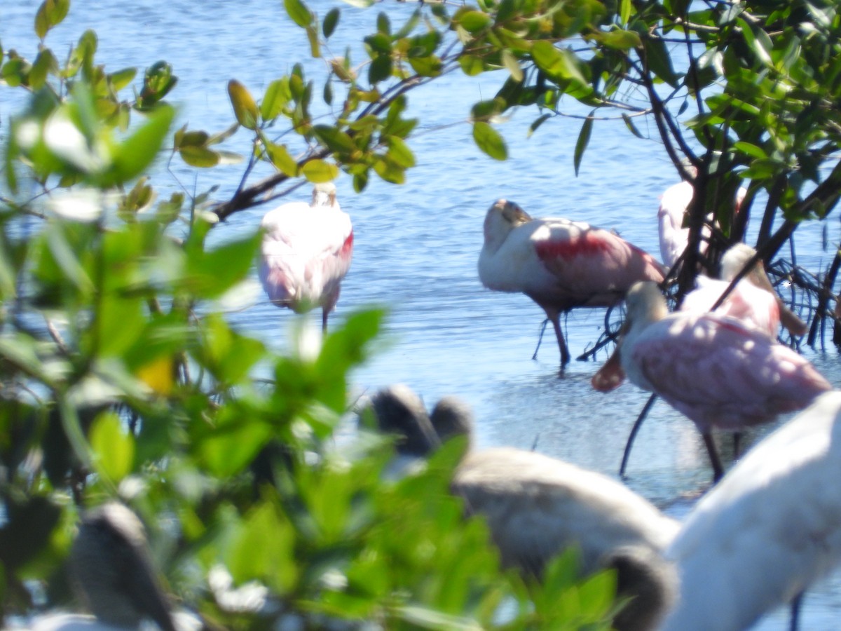 Roseate Spoonbill - ML623271397