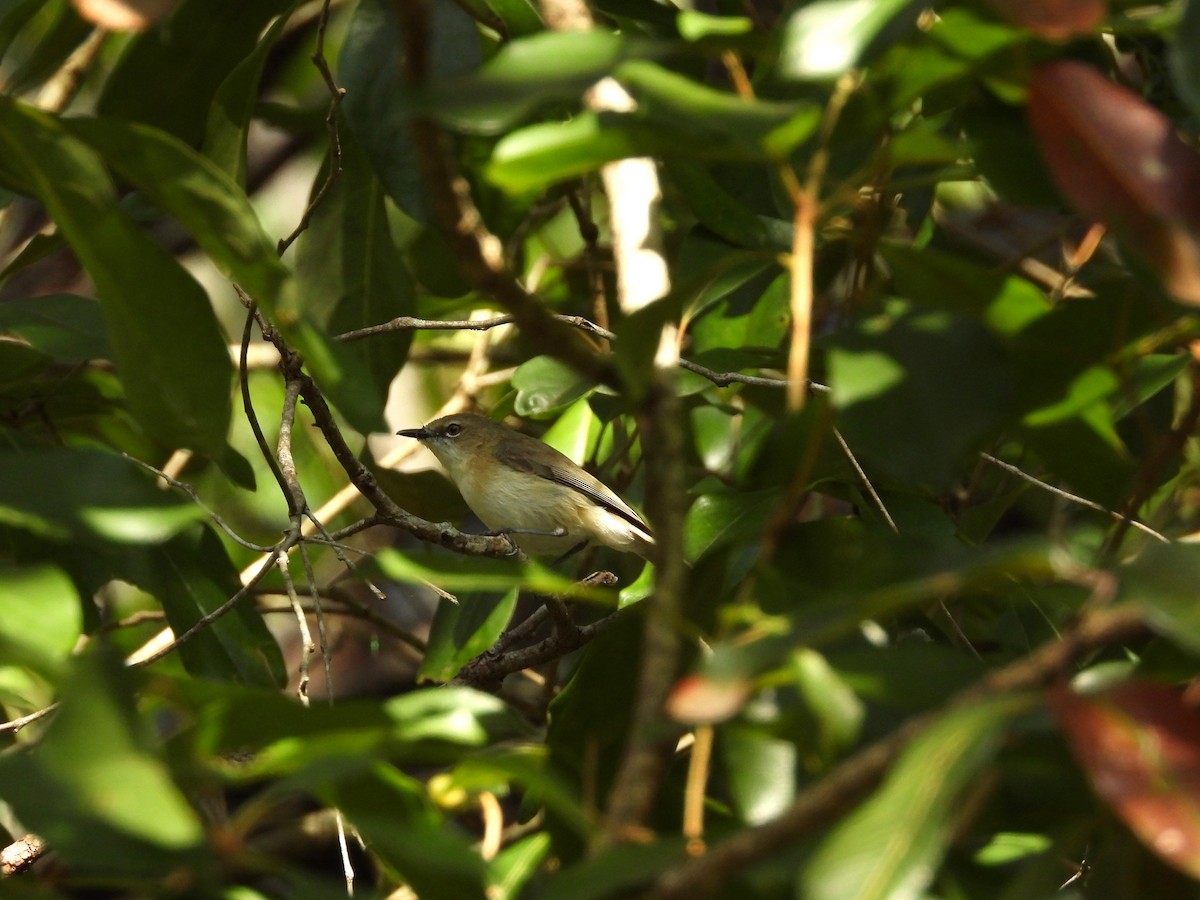 Large-billed Gerygone - ML623271446