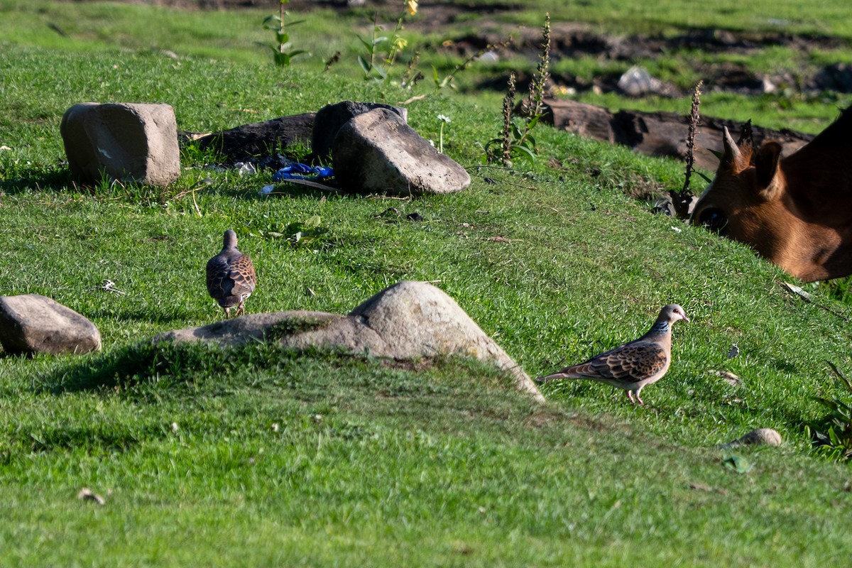 Oriental Turtle-Dove - ML623271481