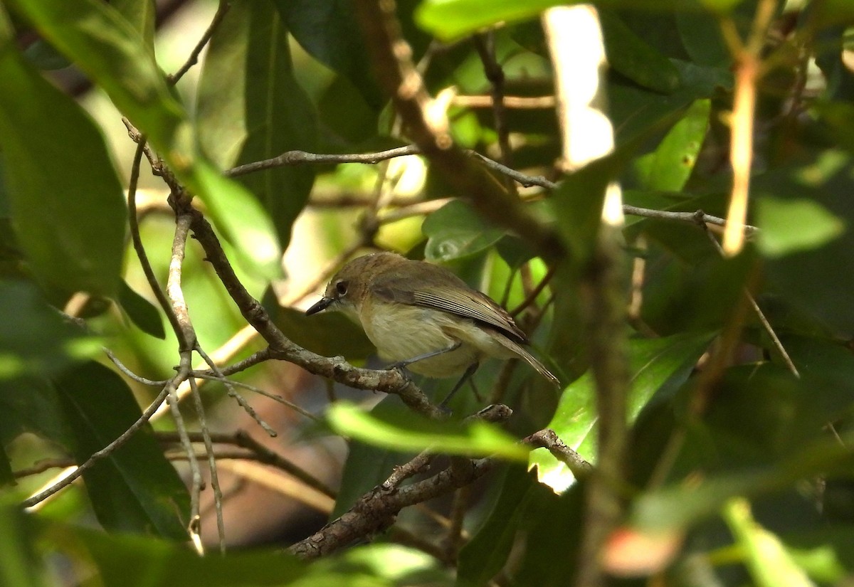 Large-billed Gerygone - ML623271484