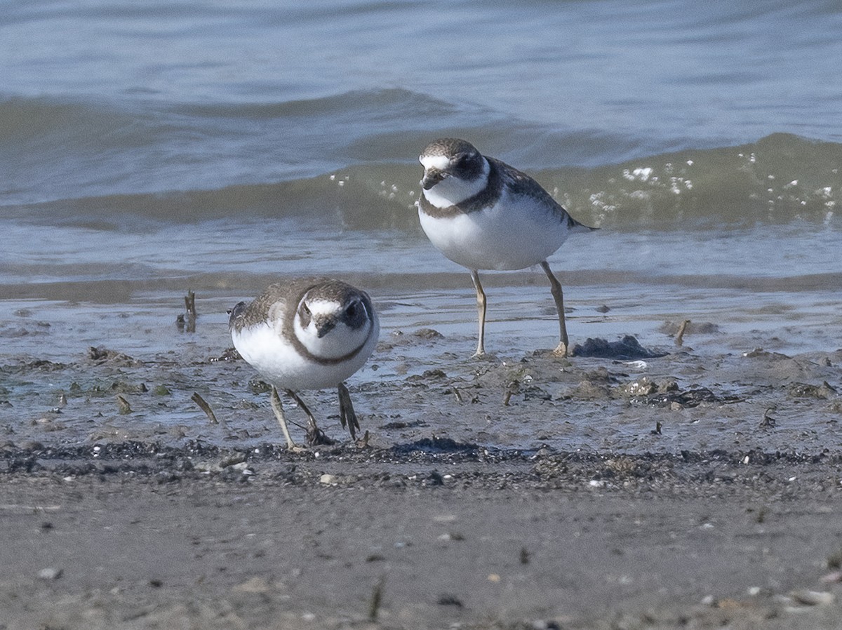 Semipalmated Plover - ML623271489