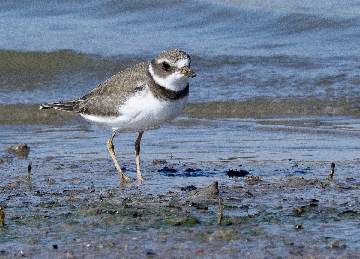 Semipalmated Plover - ML623271495