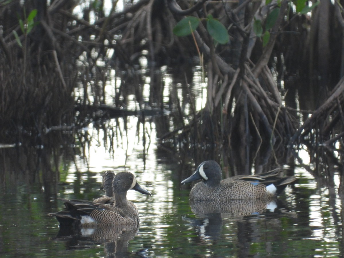 Black-bellied Whistling-Duck - ML623271505