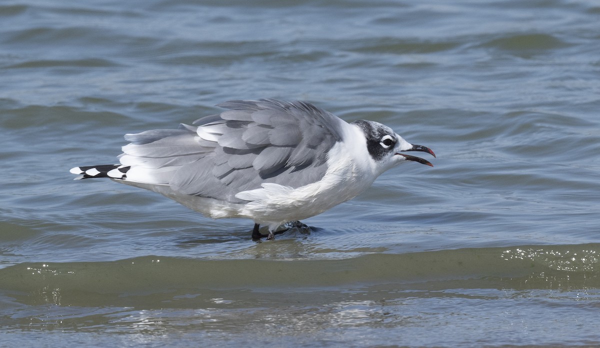 Franklin's Gull - ML623271508