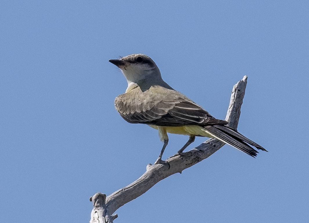 Western Kingbird - ML623271637