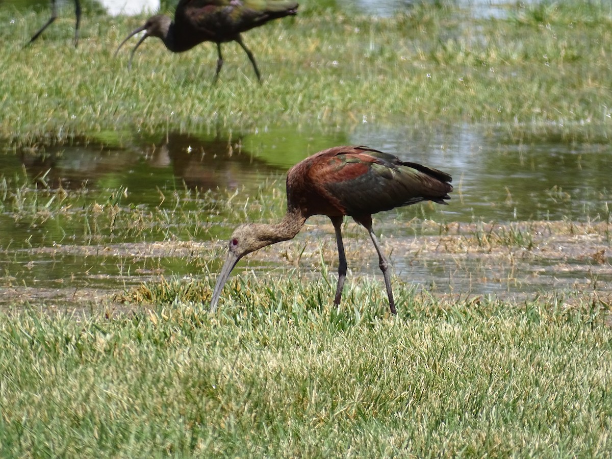 hvitgrimeibis - ML623271650