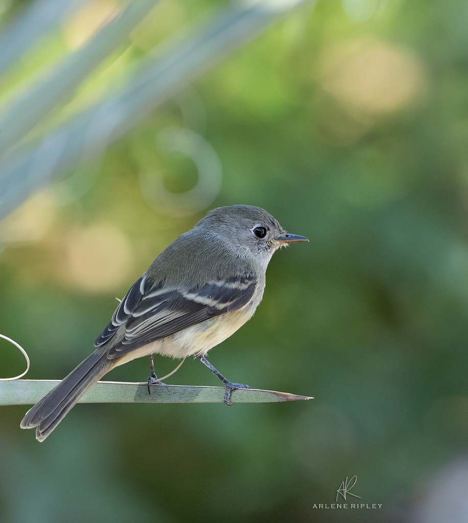 Gray Flycatcher - ML623271651