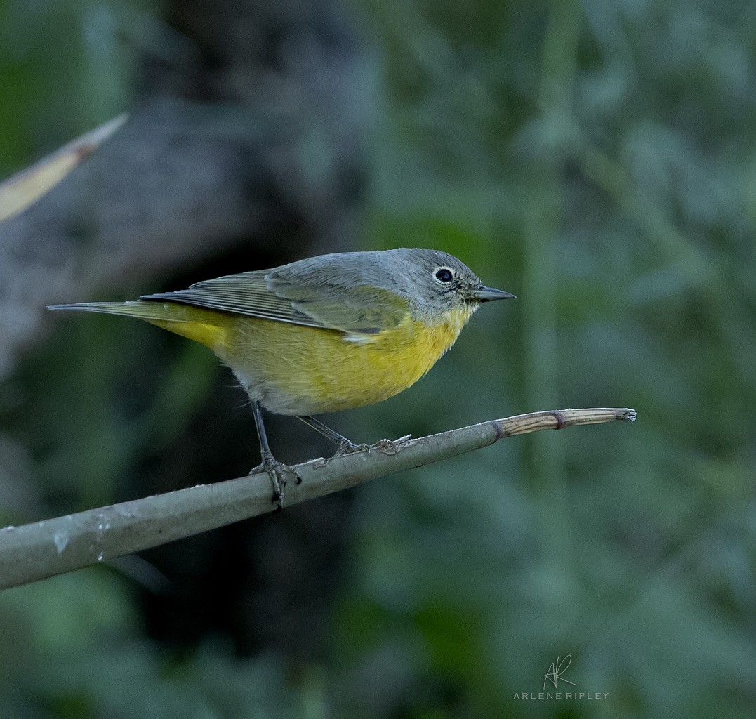 Nashville Warbler - ML623271659