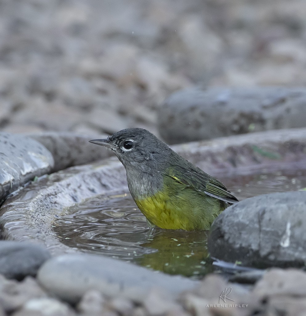 MacGillivray's Warbler - ML623271662