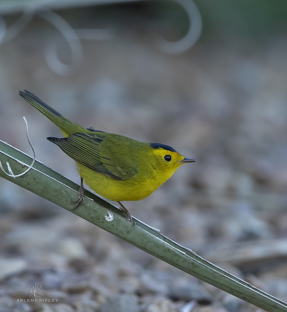 Wilson's Warbler - ML623271665