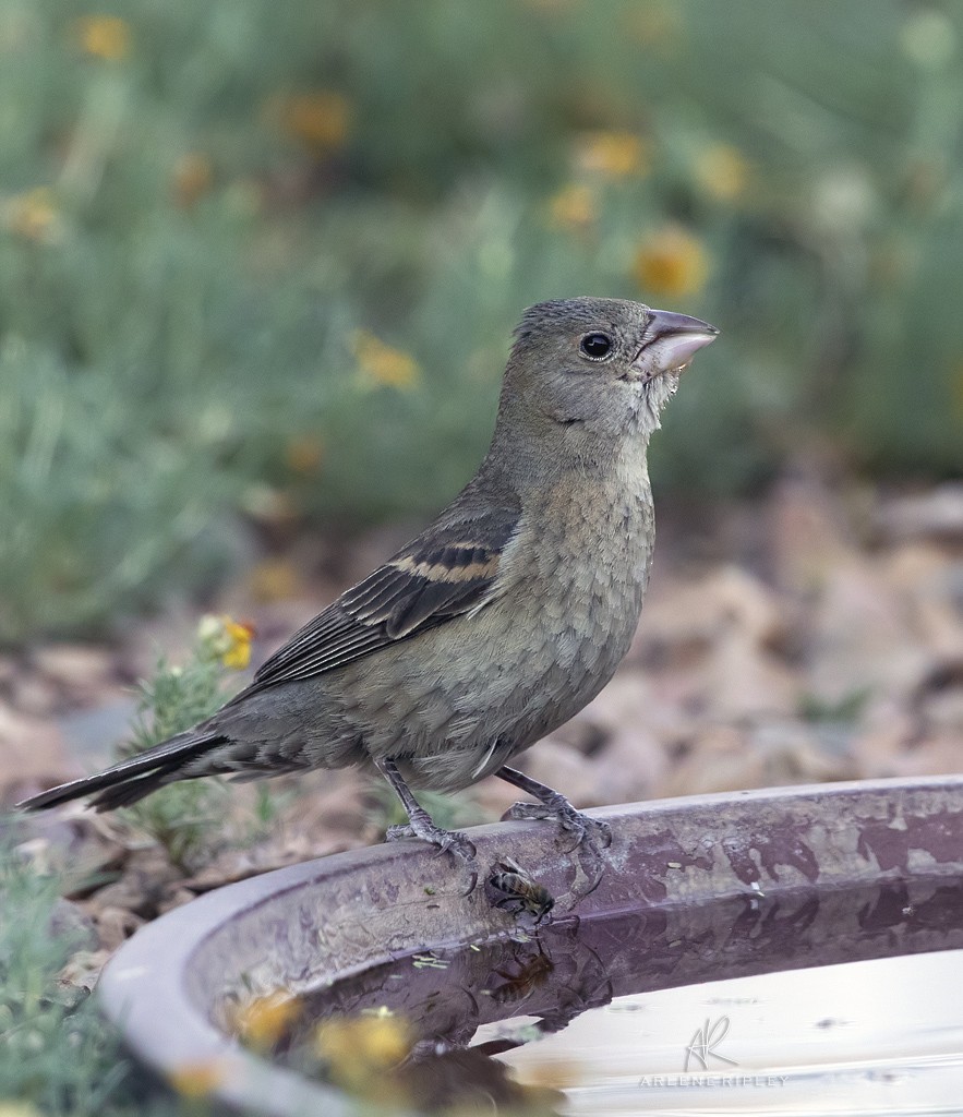 Blue Grosbeak - ML623271669