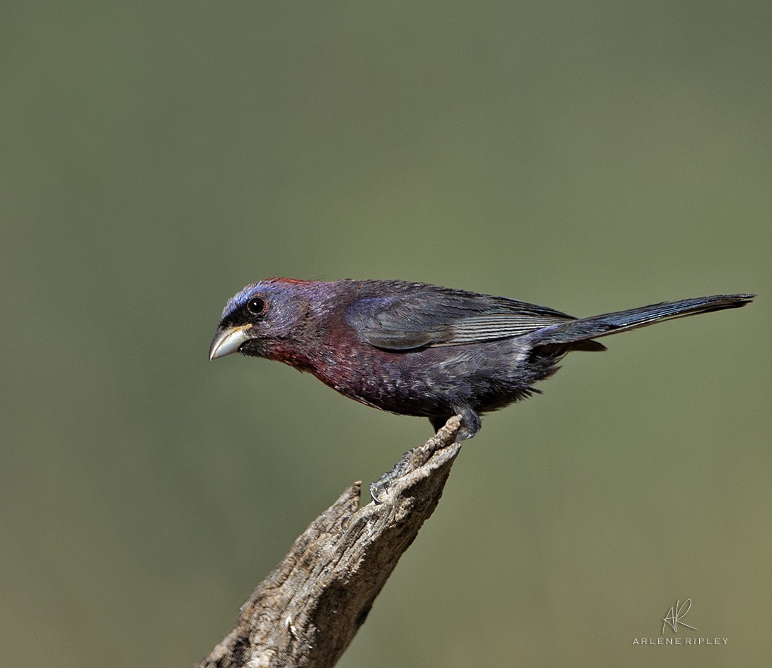 Varied Bunting - ML623271670