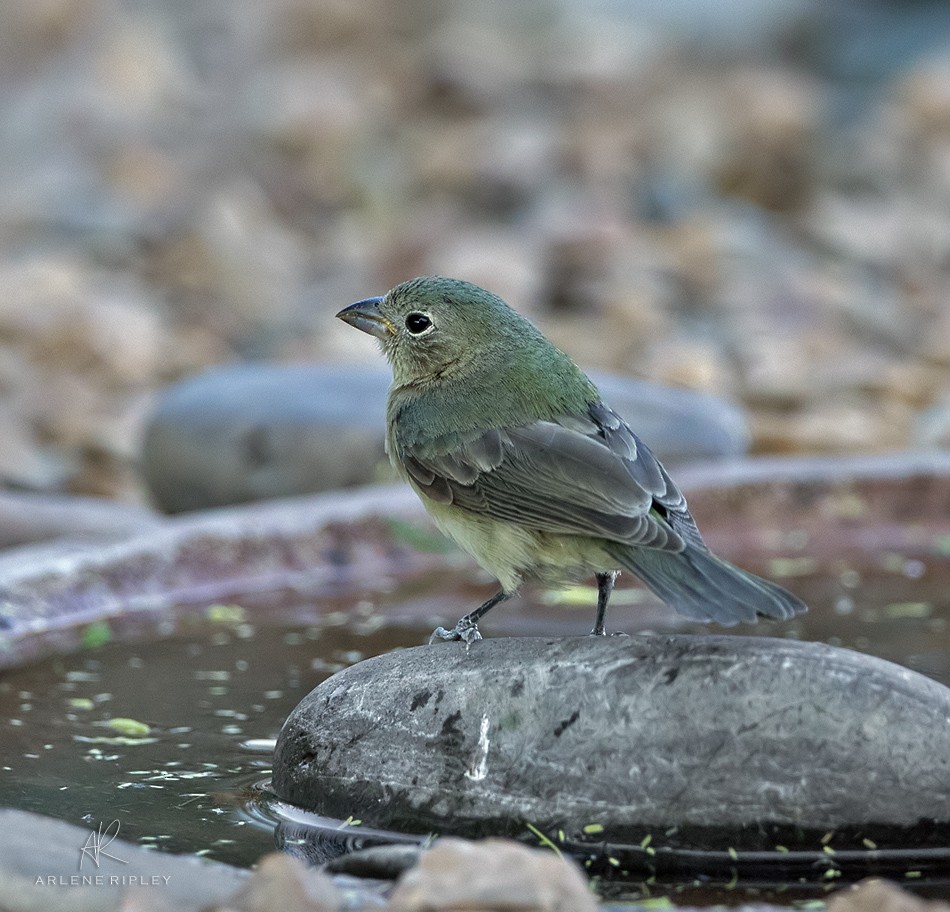 Painted Bunting - ML623271677