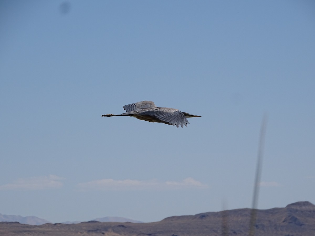 Great Blue Heron - Teri Ligon