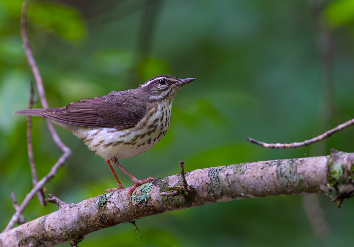 Louisiana Waterthrush - Gavin Aquila