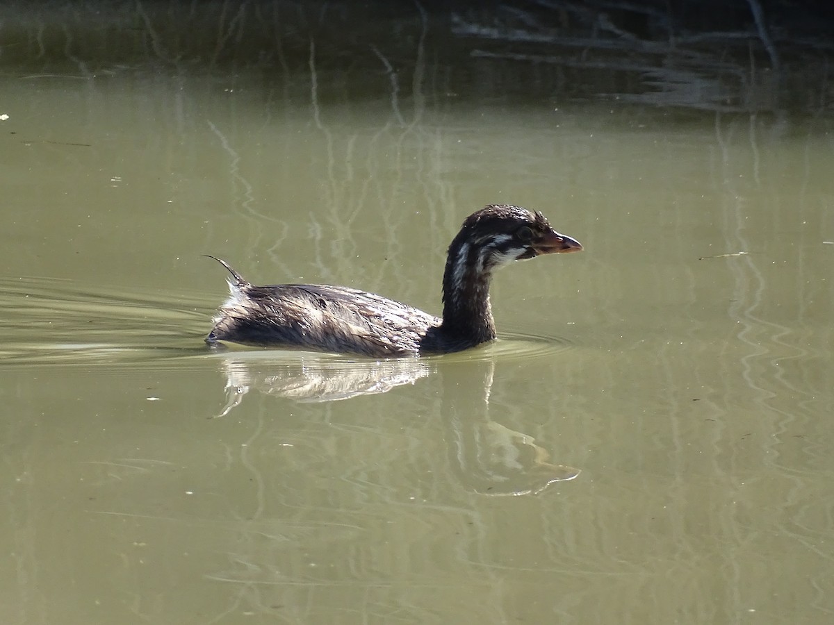 Pied-billed Grebe - Teri Ligon