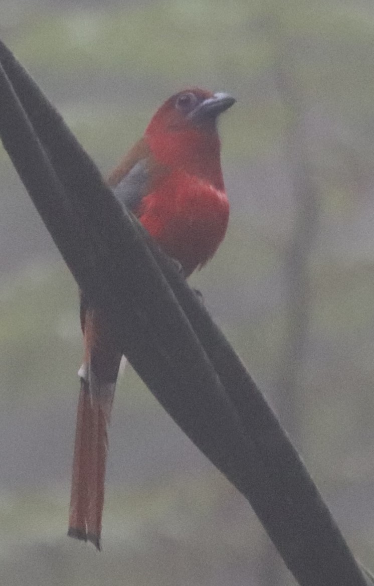 Red-headed Trogon - ML623271788