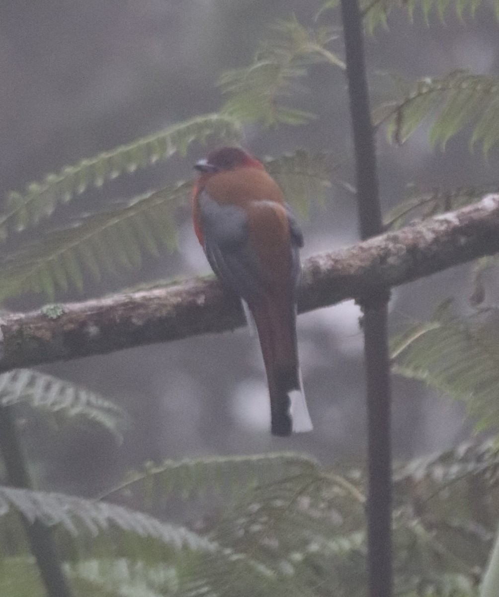 Red-headed Trogon - ML623271789