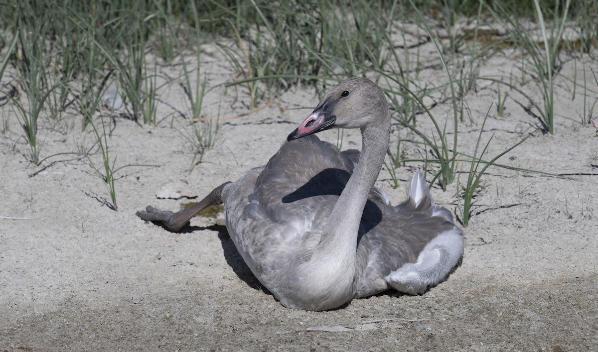 Trumpeter Swan - ML623271806