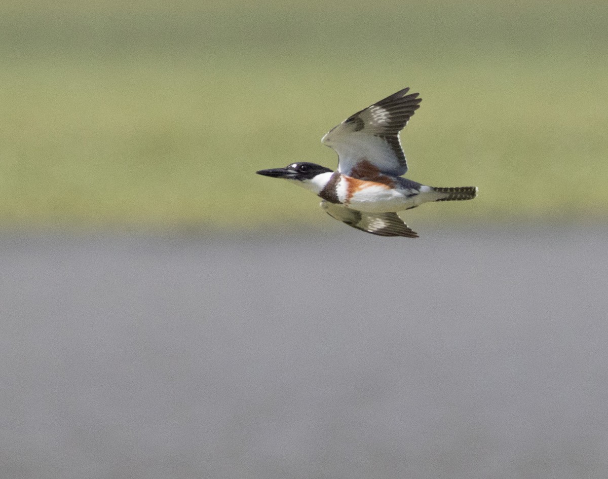 Martin-pêcheur d'Amérique - ML623271825