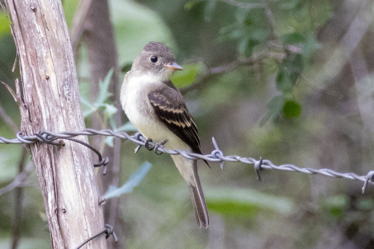 Eastern Wood-Pewee - ML623271838