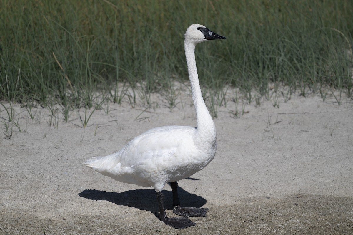 Trumpeter Swan - ML623271843