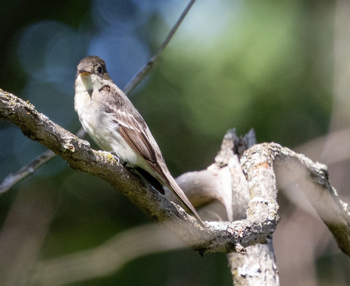 Eastern Wood-Pewee - Rich White